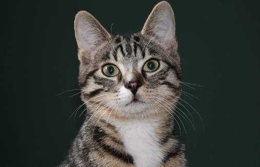 对于猫狗来说必不可少的水果 水果摄入同样特别重要-八美楼