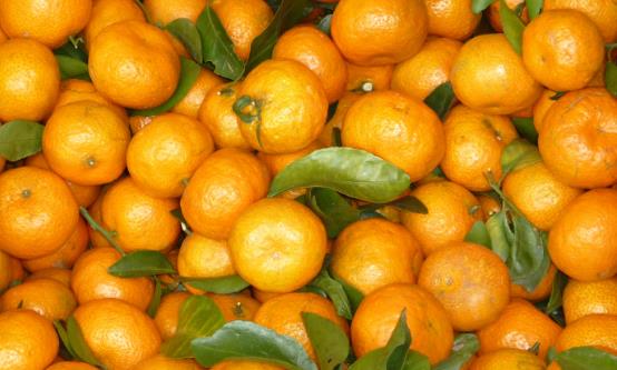 常食沙糖桔祛痰平喘调理脾胃 食用沙糖桔的注意事项-八美楼
